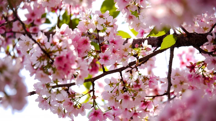 selective focus photograph of pink petal flowers on tree Color 2k