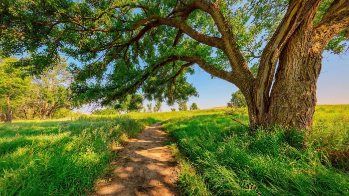 tree nature countryside path sunshine sunny day grassland 2k