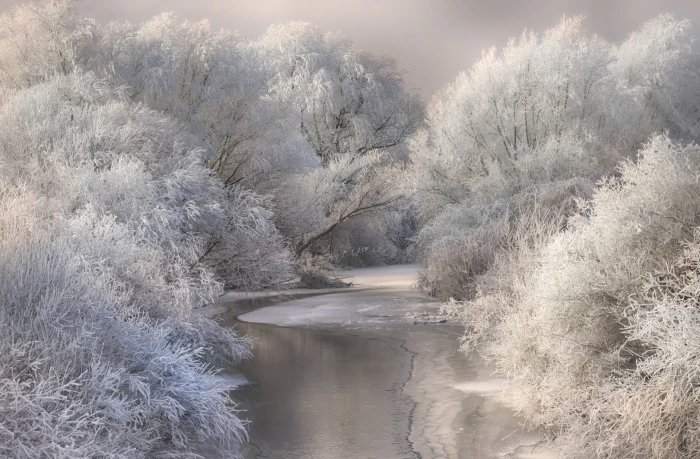 trees near body of water landscape photography nature river 2k