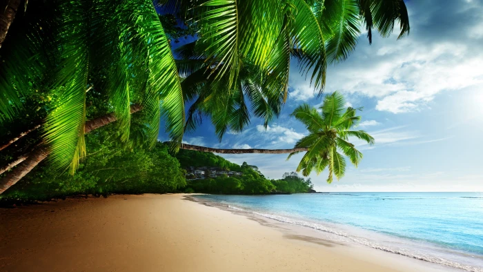 Tropical landscape palm trees sunshine beach coast sea sky blue green leaf coconut tree 2k