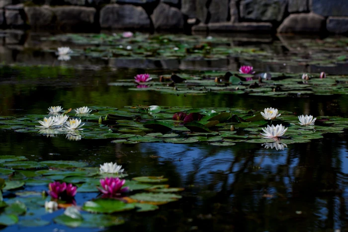white lily on body of water pond lilies plants underwater 2k 4k