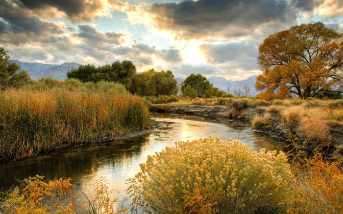 widescreen high resolution nature hd images plant 2k