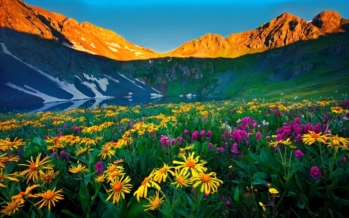 Wildflowers Colorado Alpine Flowers Rocky Mountains Nature Wallpapers HD 2k