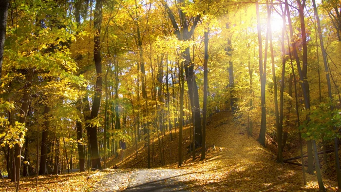 yellow leafed trees green photography forest leaves 2k
