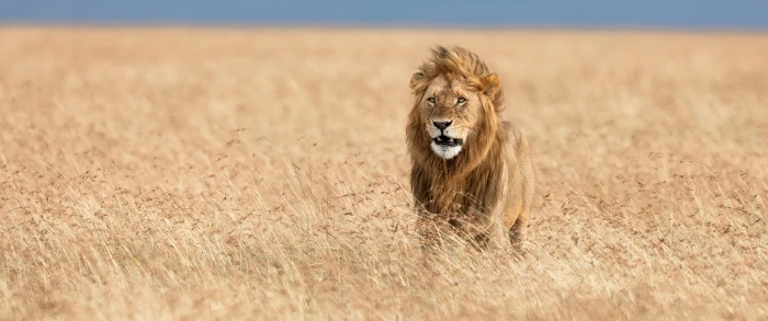 animals wildlife lion ultrawide ultra wide 2k