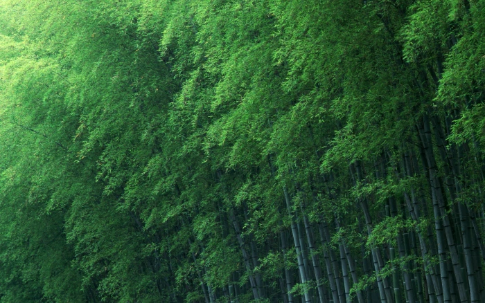 Bamboo Forest Green Nature 2k