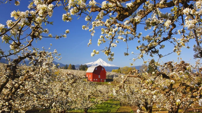 hd image of nature for pc 2k