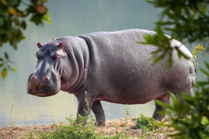 hippo nature animal world safari africa hippopotamus water 2k