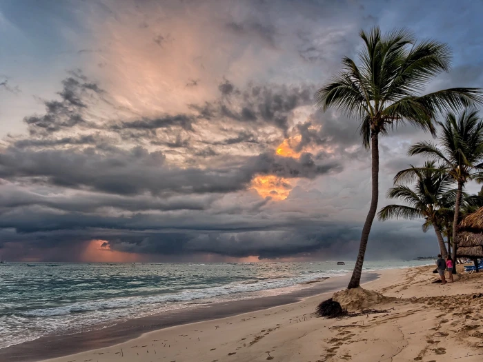 palm tree in shore line during cloudy day tropical beach sunrise 2k