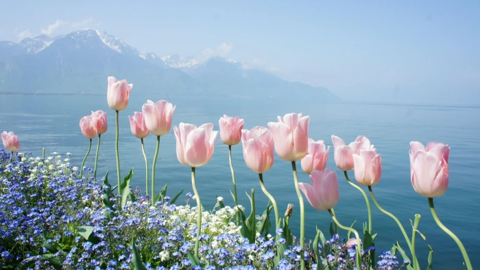 sea spring mountain tulips coast shore flower landscape 2k 4k