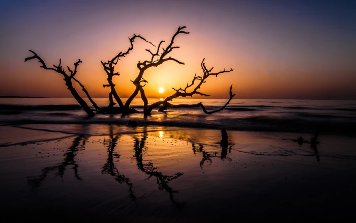 sunset landscape sea horizon dead trees wet beach reflection 2k 4k