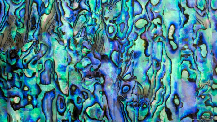 Abalone Shell Nature 2k