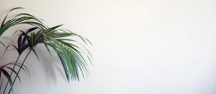 background website plant wall nature pattern plot texture 2k 4k 5k