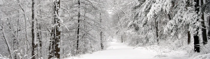 bare trees multiple display landscape nature winter snow 2k 4k