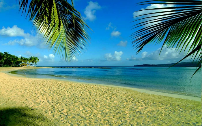 BEACH of CUBA palms summer 2k