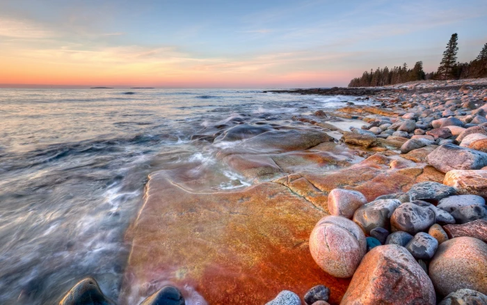 brown and white fish with tank landscape beach nature 2k