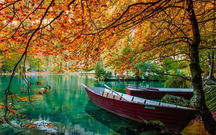 brown canoe two red on blue body of water surround trees photo 2k