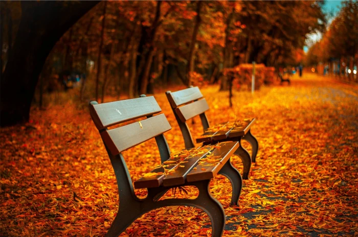 brown wooden bench two slatted benches fall leaves 2k