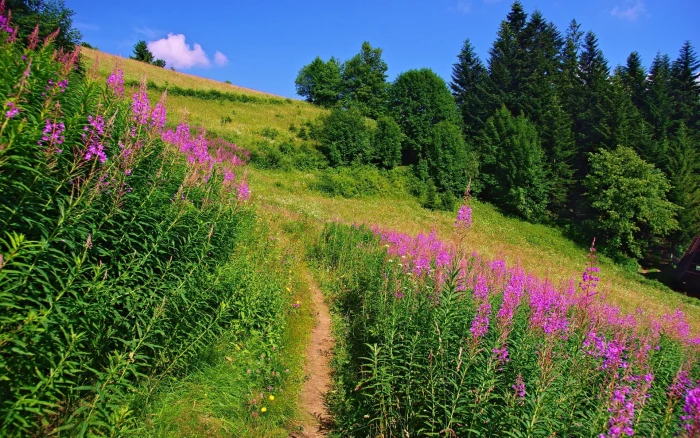 desktop full screen nature pictures plant beauty in 2k