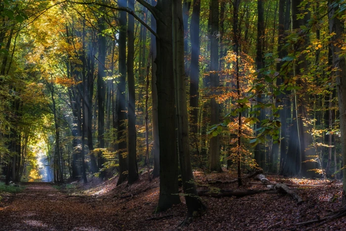 forest trees HD wallpaper nature landscape fairy tale sun rays 2k
