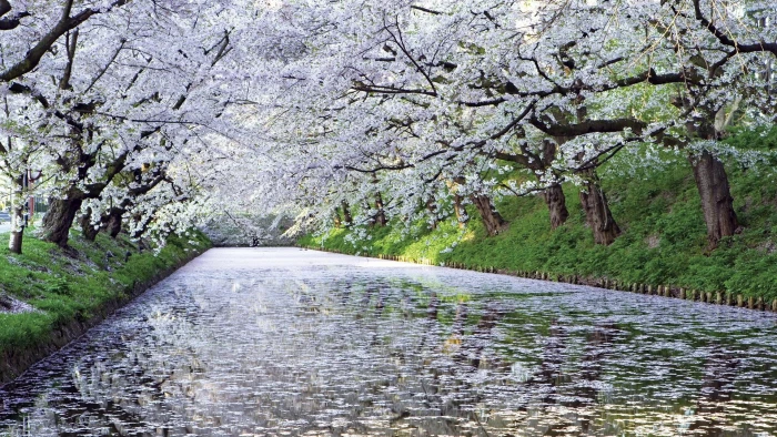 hd image of nature for pc 2k