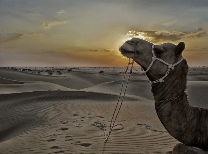 jaisalmer sam sand dunes desert rajasthan india incredible 2k 4k