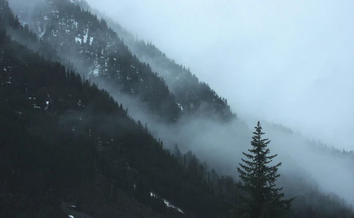 landscape photography of tall tress with foggy clouds mountain 2k 4k