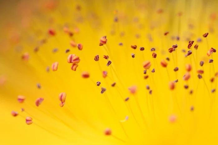 macro photography of yellow flower pollen nature plant petal 2k 4k 5k