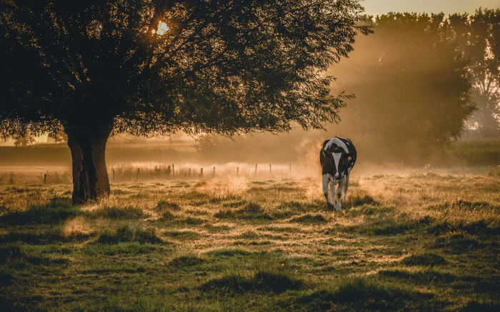 Morning scenery fog cow white and black 2k