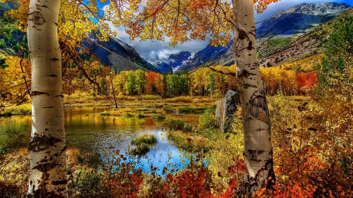 nature landscape tree autumn forest season fall november 2k