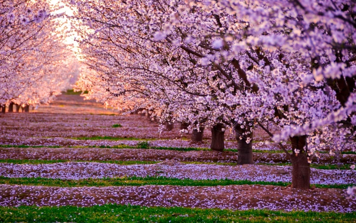 pink Cherry blossoms flowers nature landscape 2k