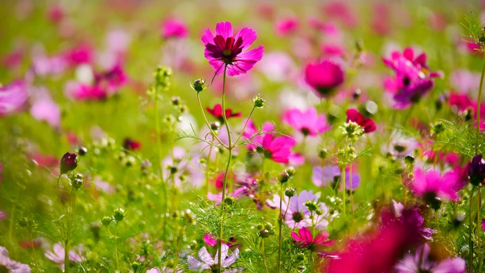 pink petaled flower closeup photography hsinchu nature 2k