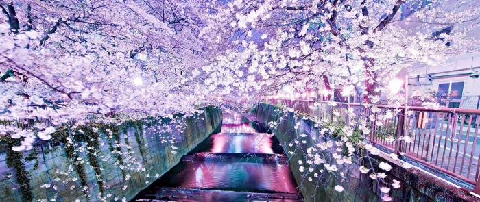 pink petaled flower tree ultra wide photography flowers trees 2k
