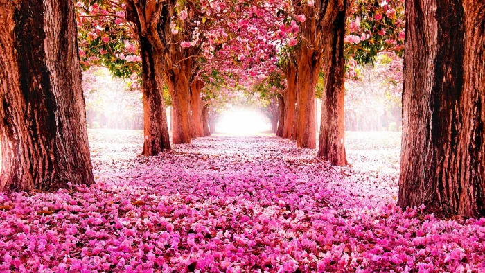 plant flowering countryside grove blossom 2k