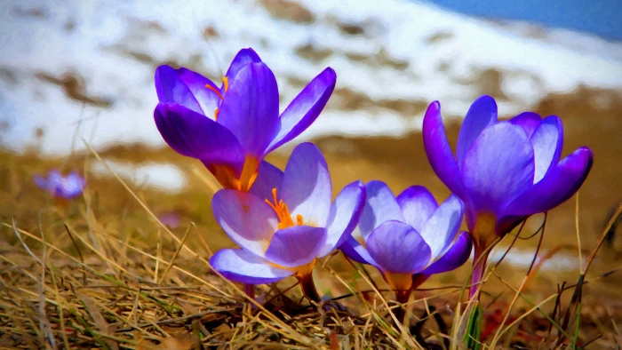 purple and yellow petaled flower crocus flowers nature 2k