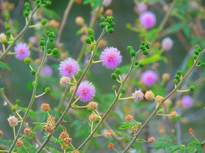 purple mimosa flower flowers nature Calliandra pink 2k