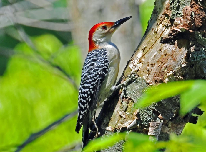 red belled woodpecker on brown tree trunk during daytime bellied 2k