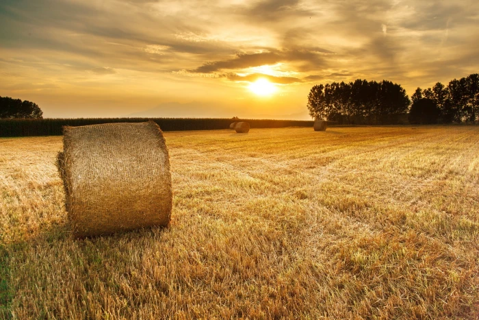 roll of hay on grass field during golden hour agriculture sunset 2k