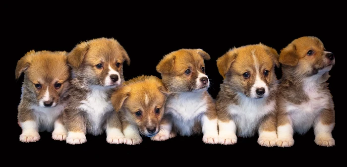 six brown puppies dog animal isolated cute puppy pet small 2k