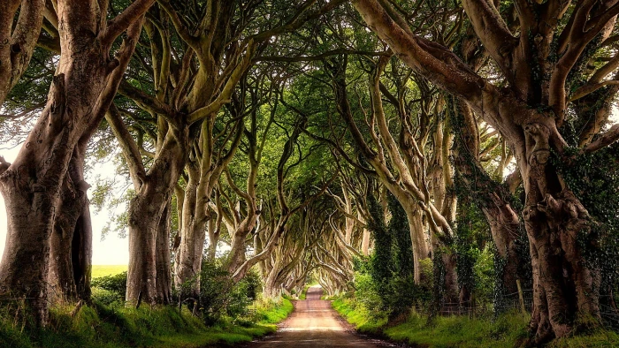 tree vegetation nature path the dark hedges alley 2k