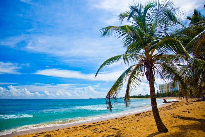 tropical tree on beach at daytime Puerto Rico water sea sky 2k