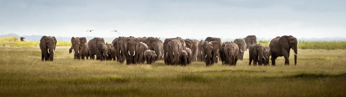 ultrawide elephant Kenya nature animals Africa 2k 4k 5k