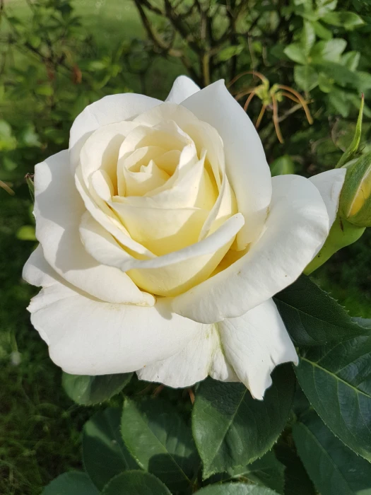 white rose Flowers flower petal head nature 2k