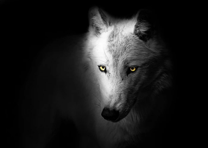 wolf animal wild black head graphic design art wildlife 2k 4k 5k