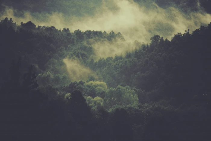 aerial photography of foggy mountain trees on forest surrounded with fog 2k 4k 5k