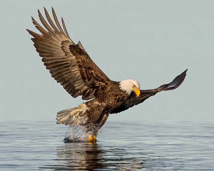American Eagle reaching water Moment of Truth Bald eagle fishing 2k 4k