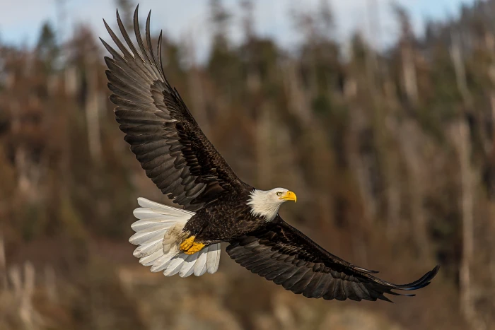 Bald Eagle flying beside brown trees at daytime In flight bif 2k 4k 5k