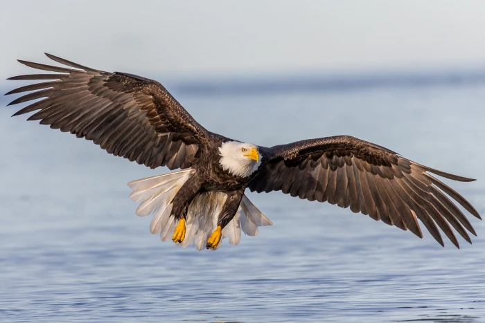 Bald Eagle soaring above water Landing Approach in flight Kachemak Bay 2k 4k