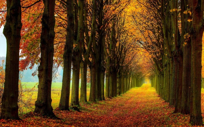 Beautiful nature scenery forest trees autumn path season illustration 2k