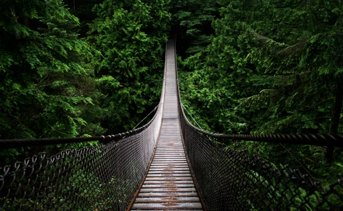 Bridge brown and gray hanging bridge Nature Forests Woods 2k